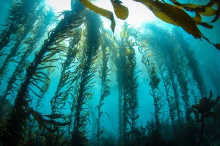 Backlit Kelp Forest